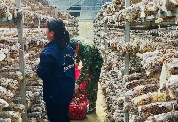 Cao Bằng: Doanh thu bình quân một hợp tác xã đạt gần 610 triệu đồng/năm