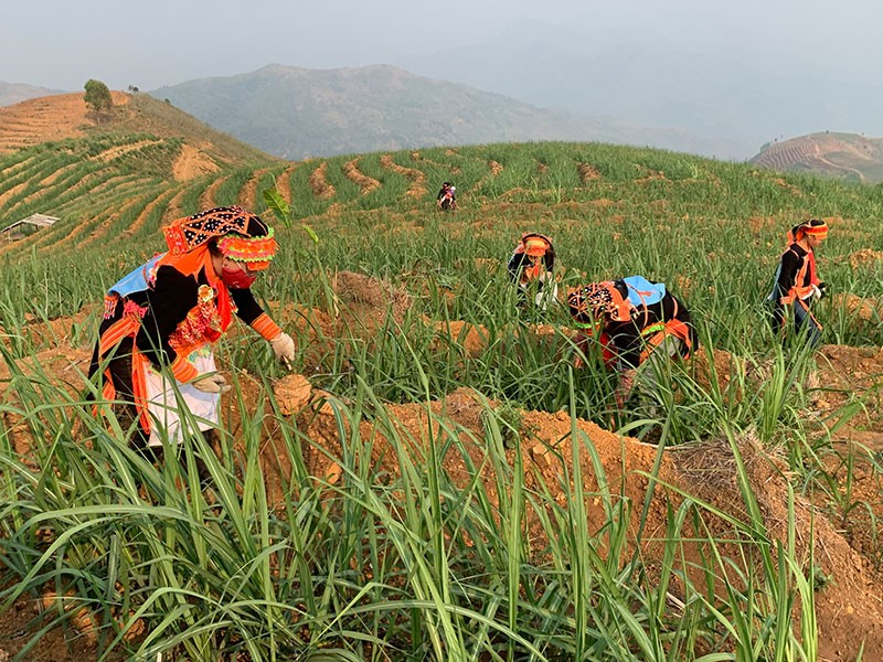 Đưa nông nghiệp hữu cơ về vùng sâu vùng xa, tiềm năng lớn nhưng còn nhiều trăn trở