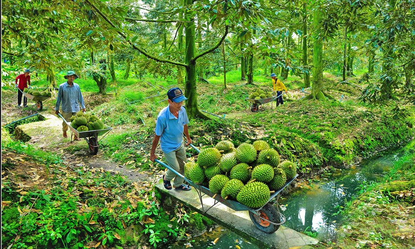 Thiết lập hệ thống truy xuất minh bạch để thử nghiệm áp dụng với sầu riêng