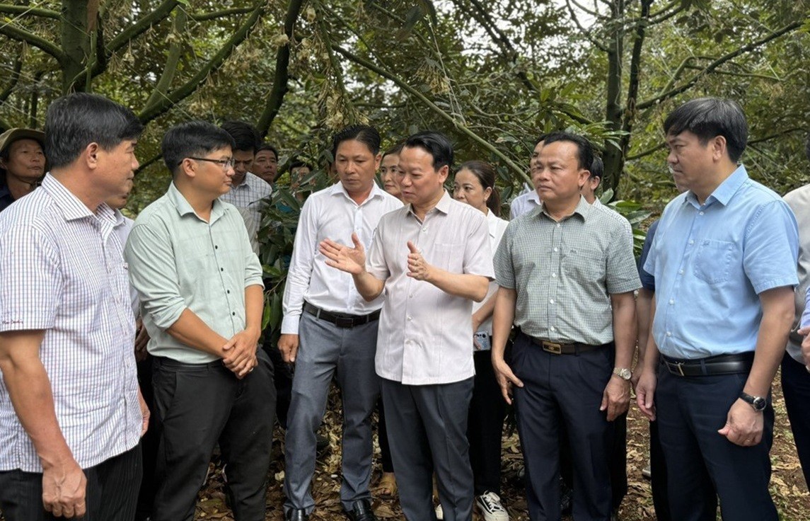 Thiết lập hệ thống truy xuất minh bạch để thử nghiệm áp dụng với sầu riêng