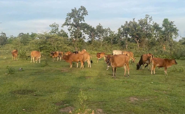 Kon Tum: Phát triển chăn nuôi trâu, bò vùng đồng bào dân tộc thiểu số