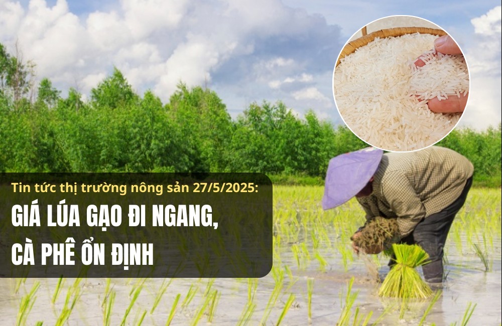 Thị trường nông sản 27/5/2025: Lúa gạo giao dịch chậm, tiêu cà phê ít biến động