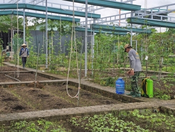 Sai phạm tại dự án SX rau an toàn theo tiêu chuẩn VietGAP: Phớt lờ chỉ đạo của Chủ tịch tỉnh Bình Định?