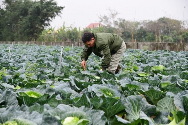 Nâng cao chất lượng và mở rộng thị trường rau hữu cơ