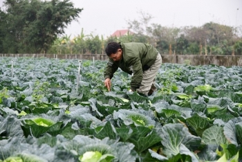 Nâng cao chất lượng và mở rộng thị trường rau hữu cơ