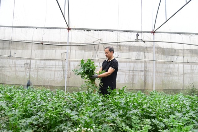 Nâng cao chất lượng và mở rộng thị trường rau hữu cơ