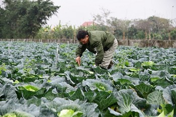 Nâng cao chất lượng và mở rộng thị trường rau hữu cơ