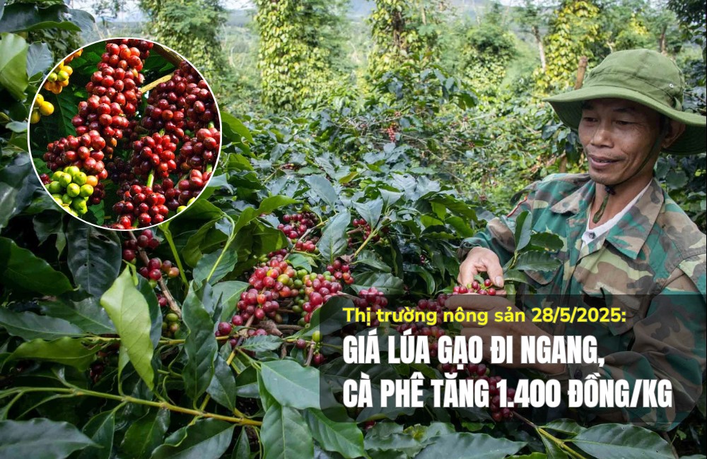 Thị trường nông sản 28/5/2025: Giá lúa gạo đi ngang, cà phê bật tăng 1.400 đồng/kg