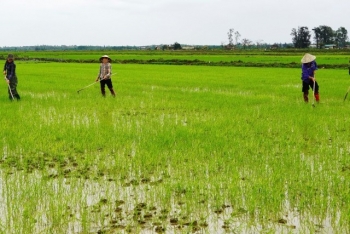Quảng Bình tập huấn về chăm sóc sức khoẻ trên cây trồng chủ lực cho bà con nông dân