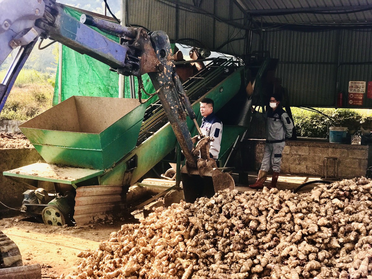 Hợp tác xã - Động lực thúc đẩy kinh tế, xã hội phát triển bền vững