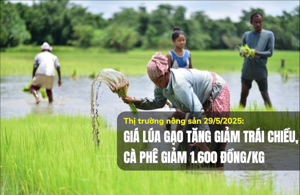 Thị trường nông sản 29/5/2025: Giá lúa gạo tăng giảm trái chiều, cà phê giảm 1.600 đồng/kg