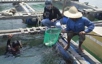 Thái Bình: Chủ động phòng, chống dịch bệnh thủy sản