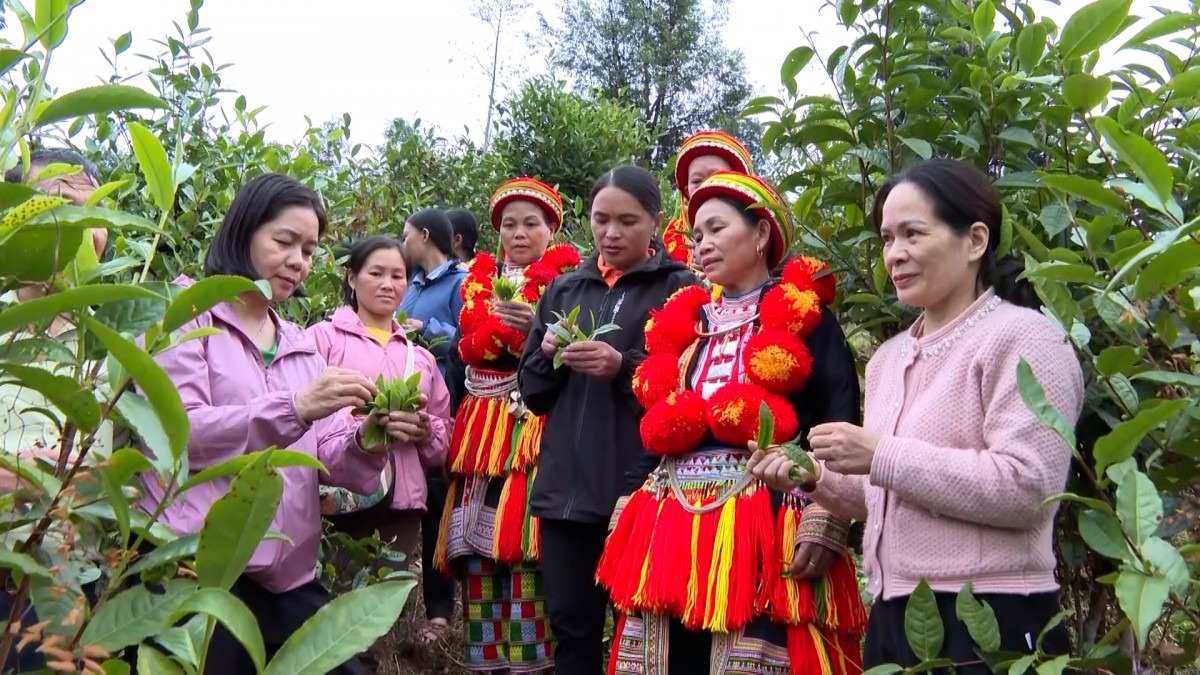 [Longform] Chứng nhận hữu cơ - Giấy thông hành hay bình phong?