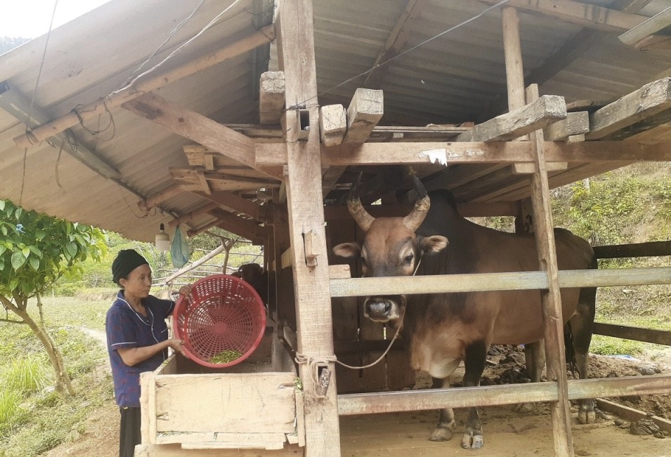 Cao Bằng: Dự kiến hoàn thành 100% chỉ tiêu di dời chuồng trại gia súc ra khỏi gầm sàn nhà ở trước 30/6