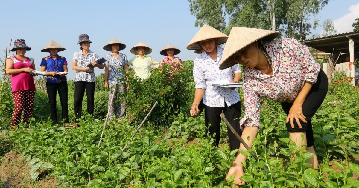 [Longform] Chứng nhận hữu cơ - Giấy thông hành hay bình phong?