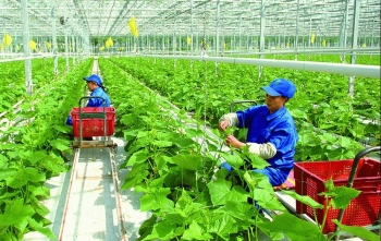 Nông nghiệp hữu cơ có gì khác với nông nghiệp thông thường?