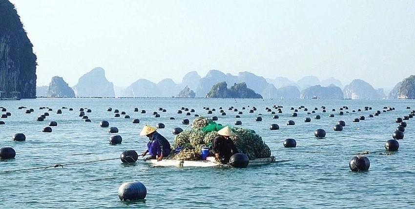 Người nuôi thủy sản Vân Đồn thả phao nuôi hàu.