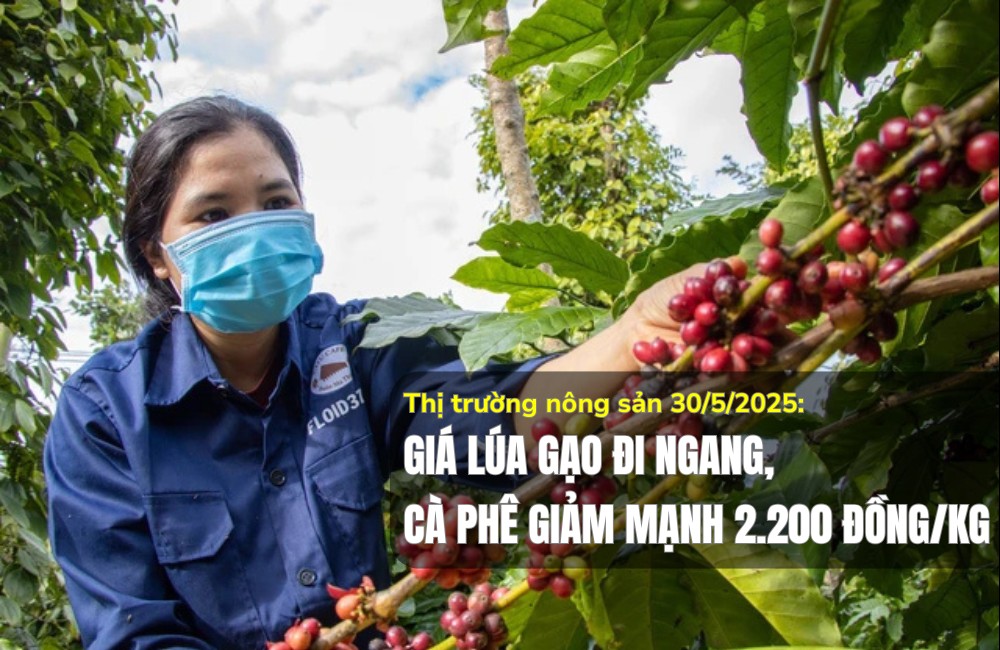 Thị trường nông sản 30/5/2025: Giá lúa gạo đi ngang, cà phê giảm mạnh 2.200 đồng/kg