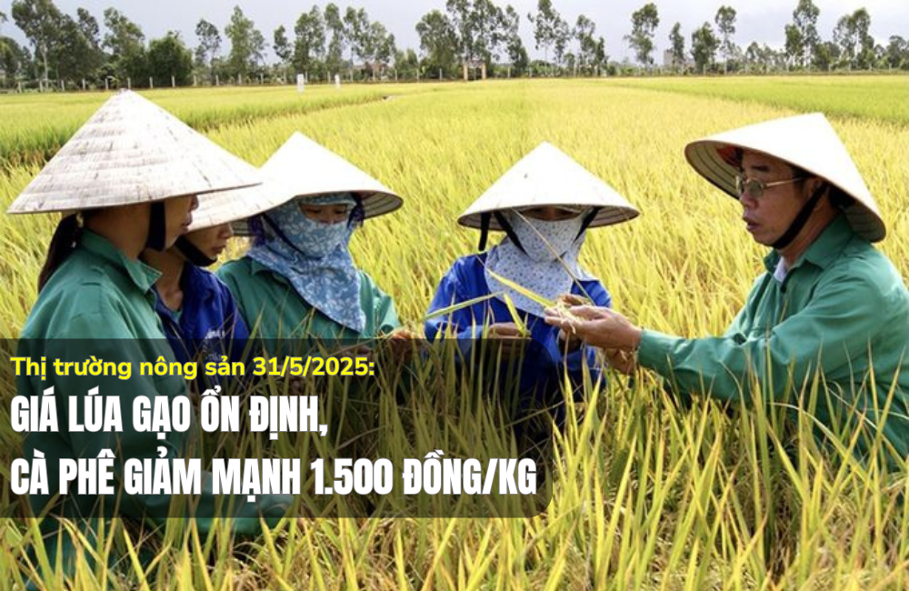 Thị trường nông sản 31/5/2025: Giá lúa gạo ổn định, cà phê giảm mạnh 1.500 đồng/kg