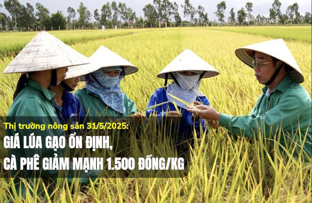 Thị trường nông sản 31/5/2025: Giá lúa gạo ổn định, cà phê giảm mạnh 1.500 đồng/kg