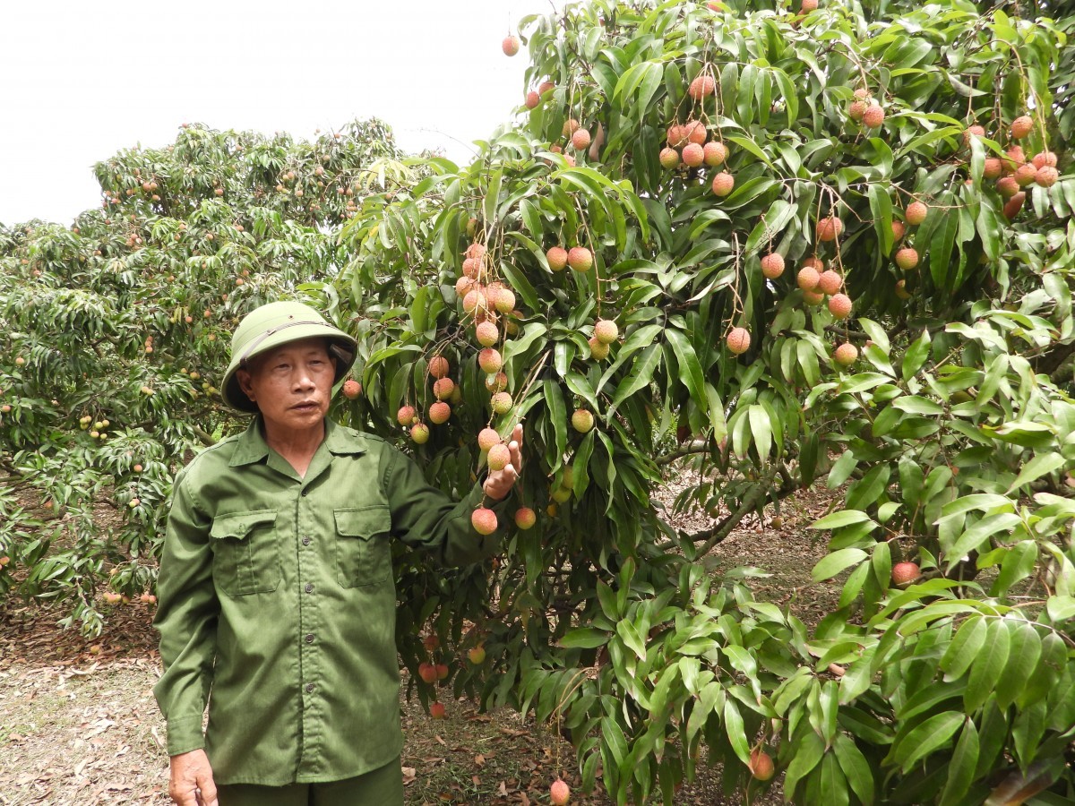 TP Uông Bí (Quảng Ninh): Thu hoạch vải chín sớm Phương Nam