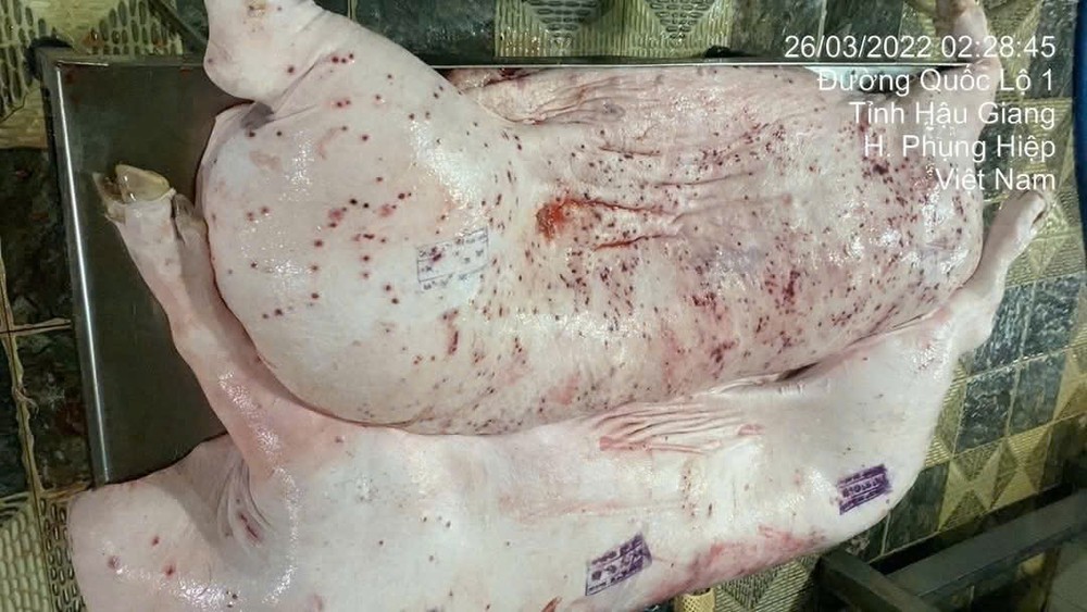 C.P. Việt Nam bị tố bán thịt heo bệnh ra thị trường: Cục Cảnh sát Môi trường vào cuộc điều tra