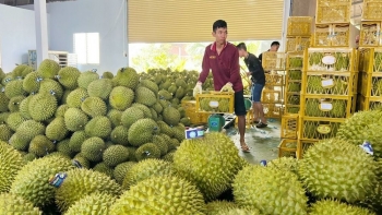 Trồng "cây tiền tỷ" thời "một cái khó ló 3 cái giảm"
