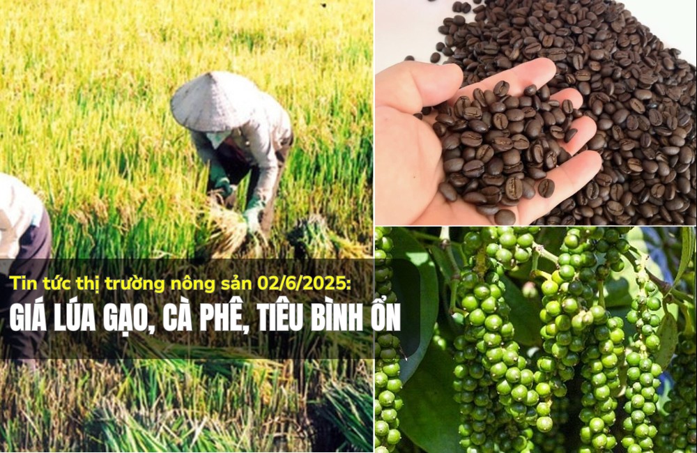 Thị trường nông sản 02/6/2025: Giá lúa gạo, cà phê, tiêu bình ổn