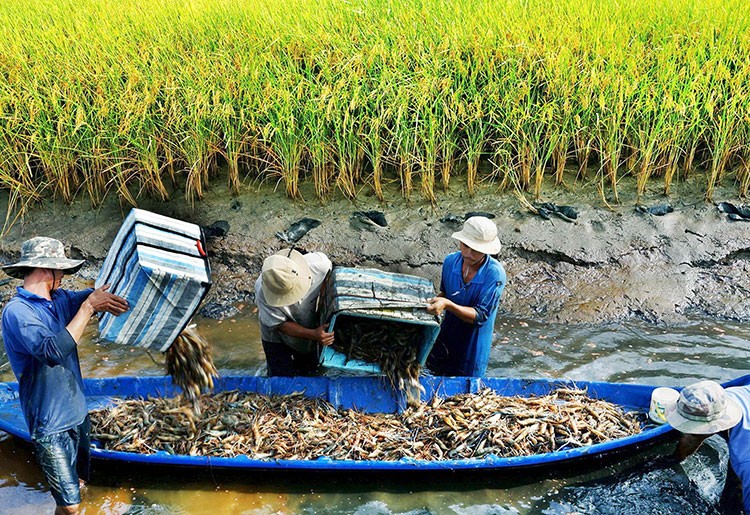 Phát triển mô hình canh tác lúa hữu cơ tại Bạc Liêu