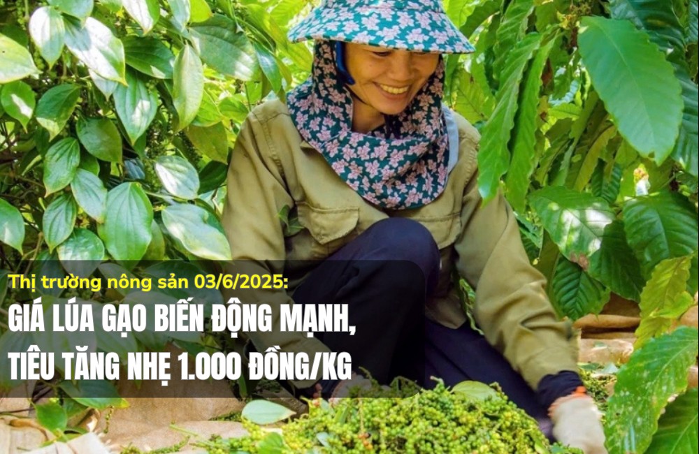 Thị trường nông sản 03/6/2025: Giá lúa gạo biến động mạnh, tiêu tăng nhẹ 1.000 đồng/kg