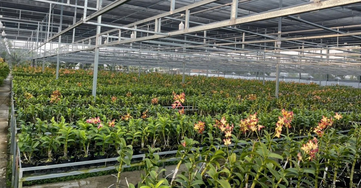 Ứng dụng công nghệ trồng lan, thu tiền tỷ mỗi năm