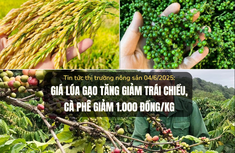Thị trường nông sản 04/6/2025: Giá lúa gạo tăng giảm trái chiều, cà phê giảm 1.000 đồng/kg