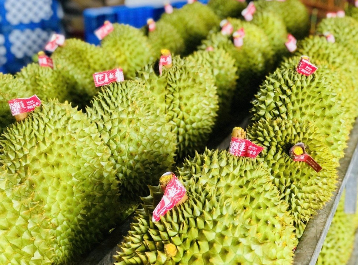 Thúc đẩy phát triển sầu riêng Việt Nam: Từ “vua"của các loại trái cây đến biểu tượng xuất khẩu tỷ đô