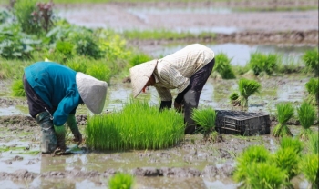 Hải Dương phấn đấu gieo trồng 52.500 ha lúa và 9.500 ha rau màu
