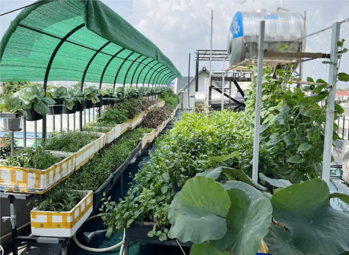 Làm nông nghiệp hữu cơ tại nhà: Xu hướng sống xanh của người thành thị