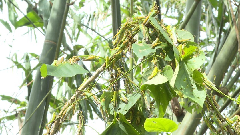 Xuất hiện hàng triệu con châu chấu phá hoại cây trồng ở Quảng Bình