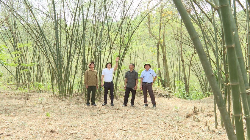 Xuất hiện hàng triệu con châu chấu phá hoại cây trồng ở Quảng Bình