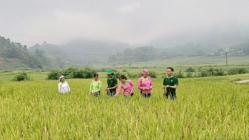 Đánh giá mô hình sản xuất lúa Séng cù theo quy trình hữu cơ