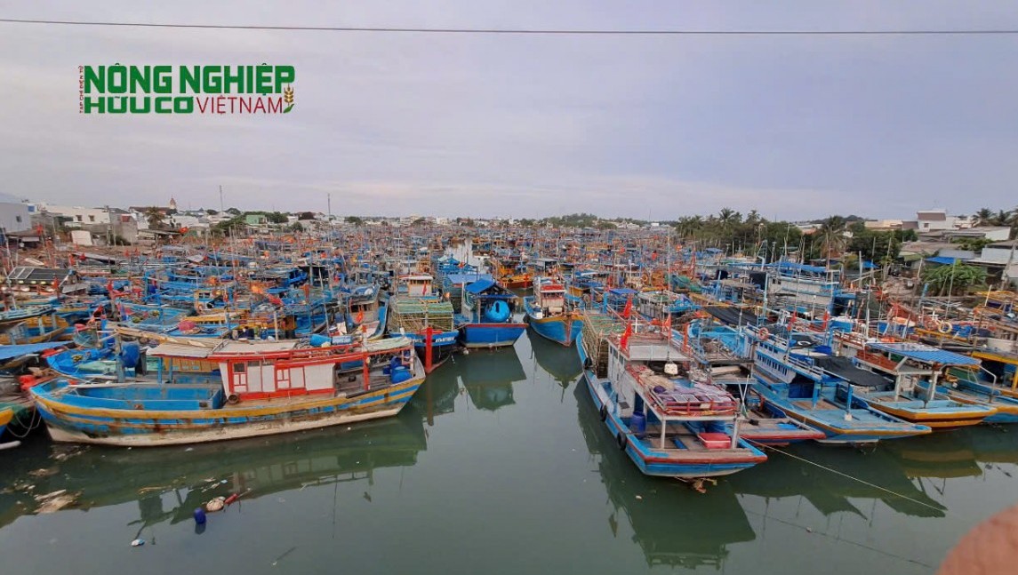 Bình Thuận: Phát động đợt cao điểm chống khai thác IUU, quyết liệt gỡ “thẻ vàng” EC