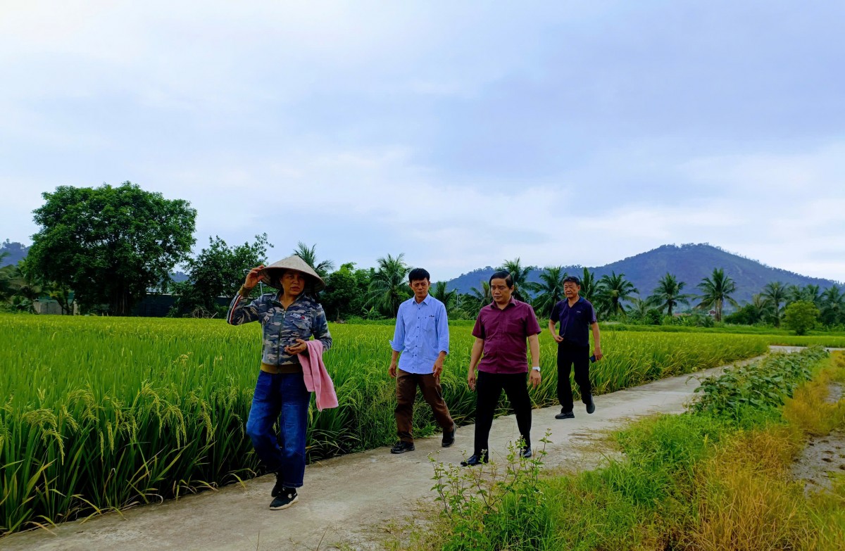 Câu chuyện chồng Đài, vợ Việt đam mê trồng lúa tốt ở Hải Dương