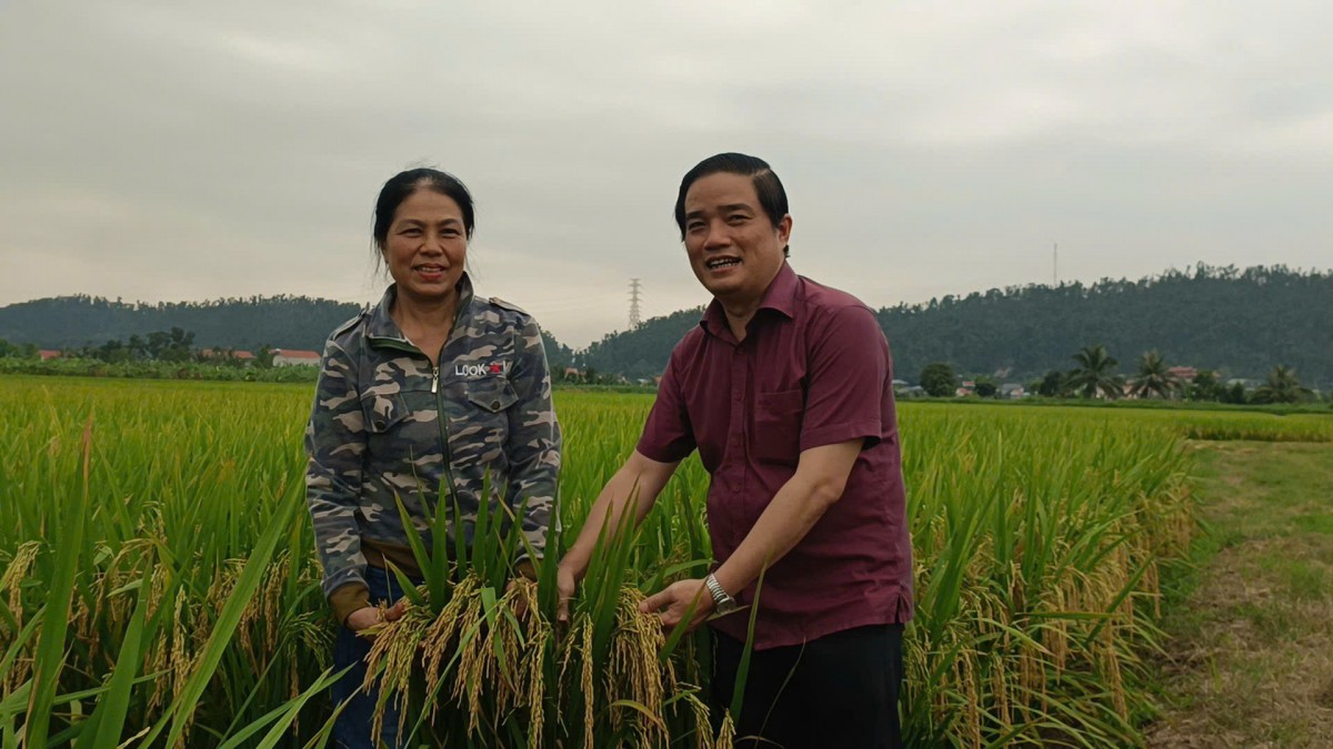 Câu chuyện chồng Đài, vợ Việt đam mê trồng lúa tốt ở Hải Dương