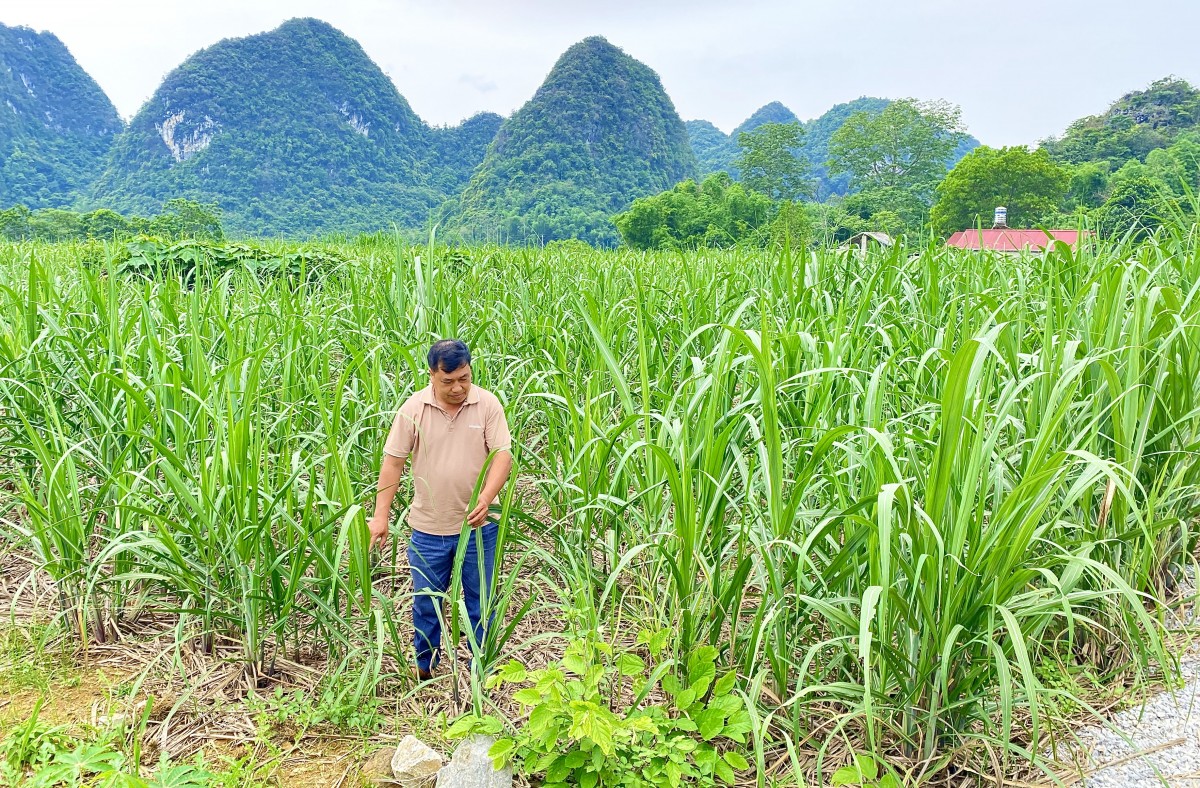 Sức sống mới nơi biên cương xanh
