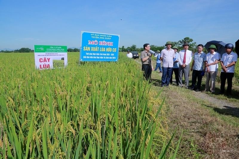 Giấc mơ xanh và bài toán vàng từ nông nghiệp hữu cơ Thanh Hóa - Kỳ 3: Gỡ “nút thắt” thị trường