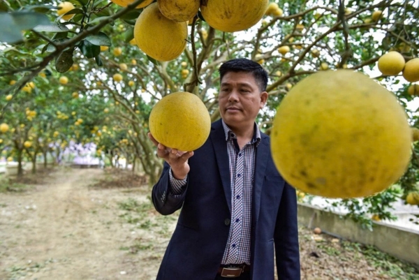 Giấc mơ xanh và bài toán vàng từ nông nghiệp hữu cơ Thanh Hóa - Kỳ 3: Gỡ “nút thắt” thị trường
