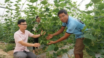 Phát triển nông thôn bền vững với mô hình nông nghiệp sạch