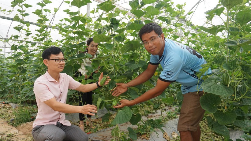Phát triển nông thôn bền vững với mô hình nông nghiệp sạch