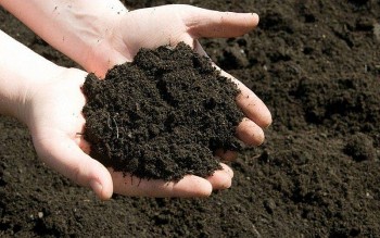 Cách sử dụng phân bón hữu cơ đạt hiệu quả tối ưu