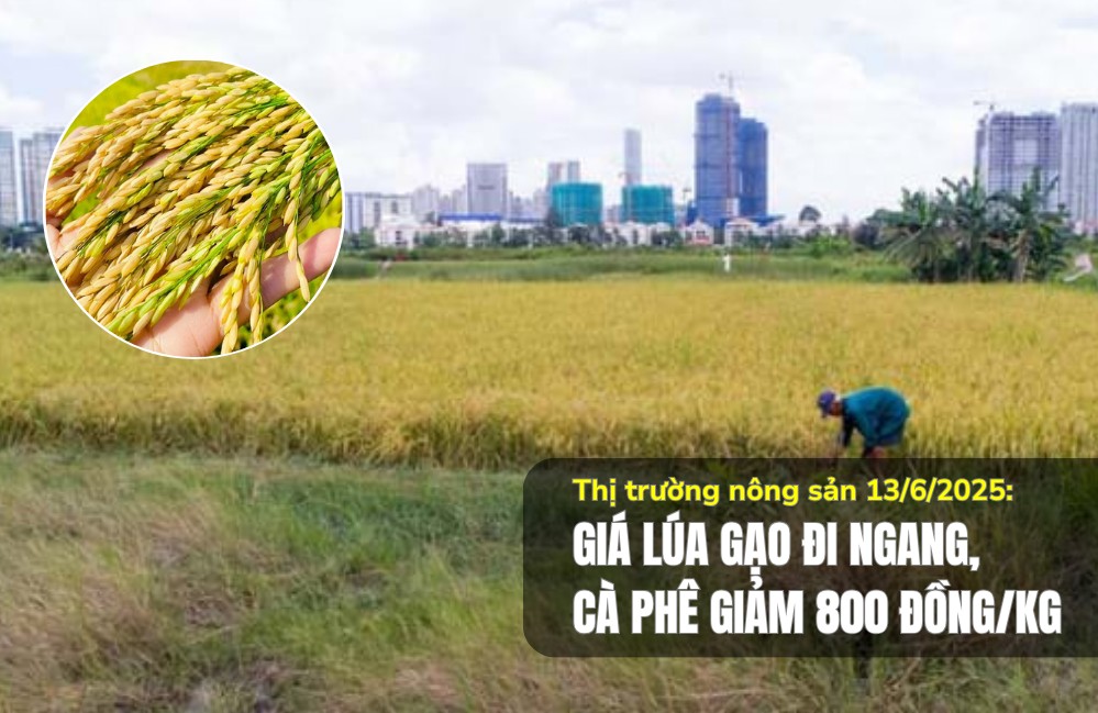 Thị trường nông sản 13/6/2025: Giá lúa gạo đi ngang, cà phê giảm 800 đồng/kg