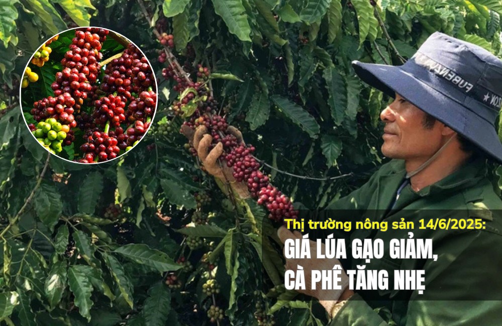 Thị trường nông sản 14/6/2025: Giá lúa gạo giảm, cà phê tăng nhẹ