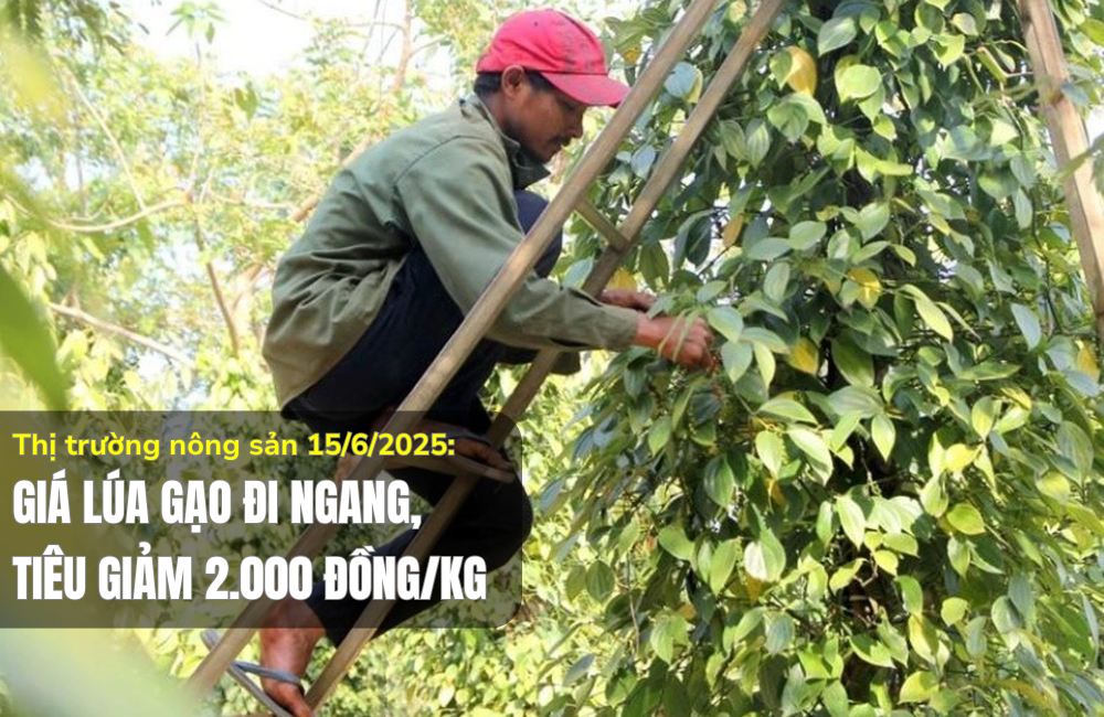 Thị trường nông sản 15/6/2025: Giá lúa gạo đi ngang, tiêu giảm 2.000 đồng/kg